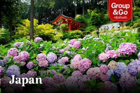 ทัวร์ส่วนตัว ญี่ปุ่น ไฮเดรนเยีย โอซาก้า อามาโนะฮาชิดาเตะ อิเนะ 6 วัน 4 คืน
