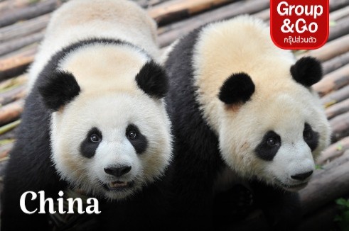 ทัวร์ส่วนตัวเฉิงตู ชมศูนย์อนุรักษ์หมีแพนด้า 3 วัน 2 คืน